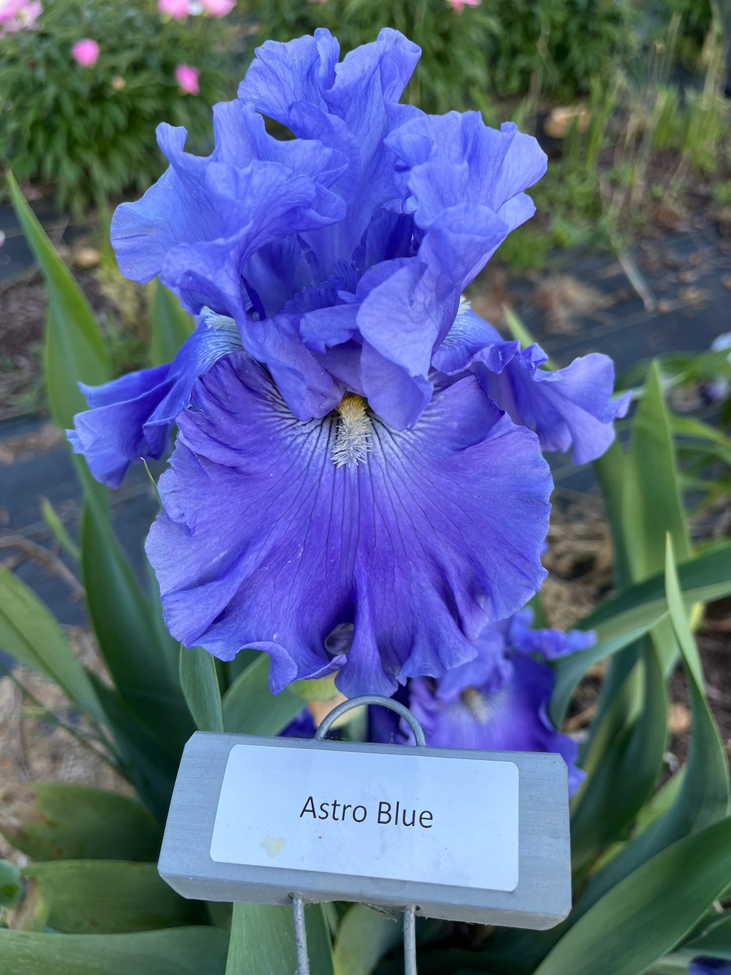 Astro Blue