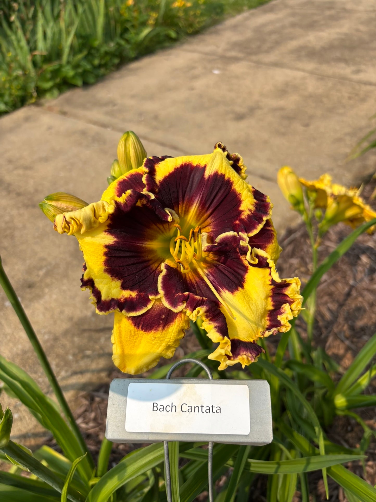 Bach Cantata (Re)