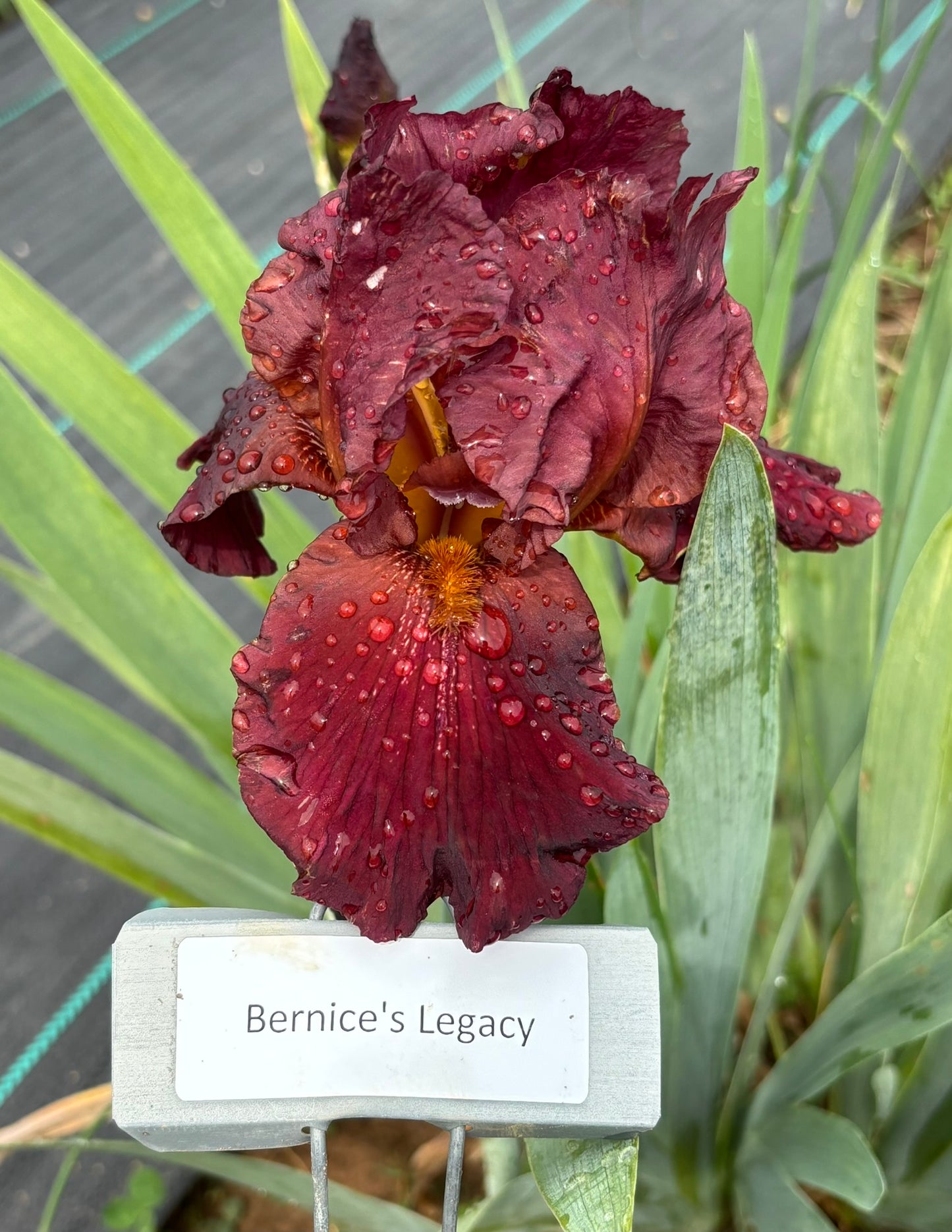Bernice's Legacy (Re)