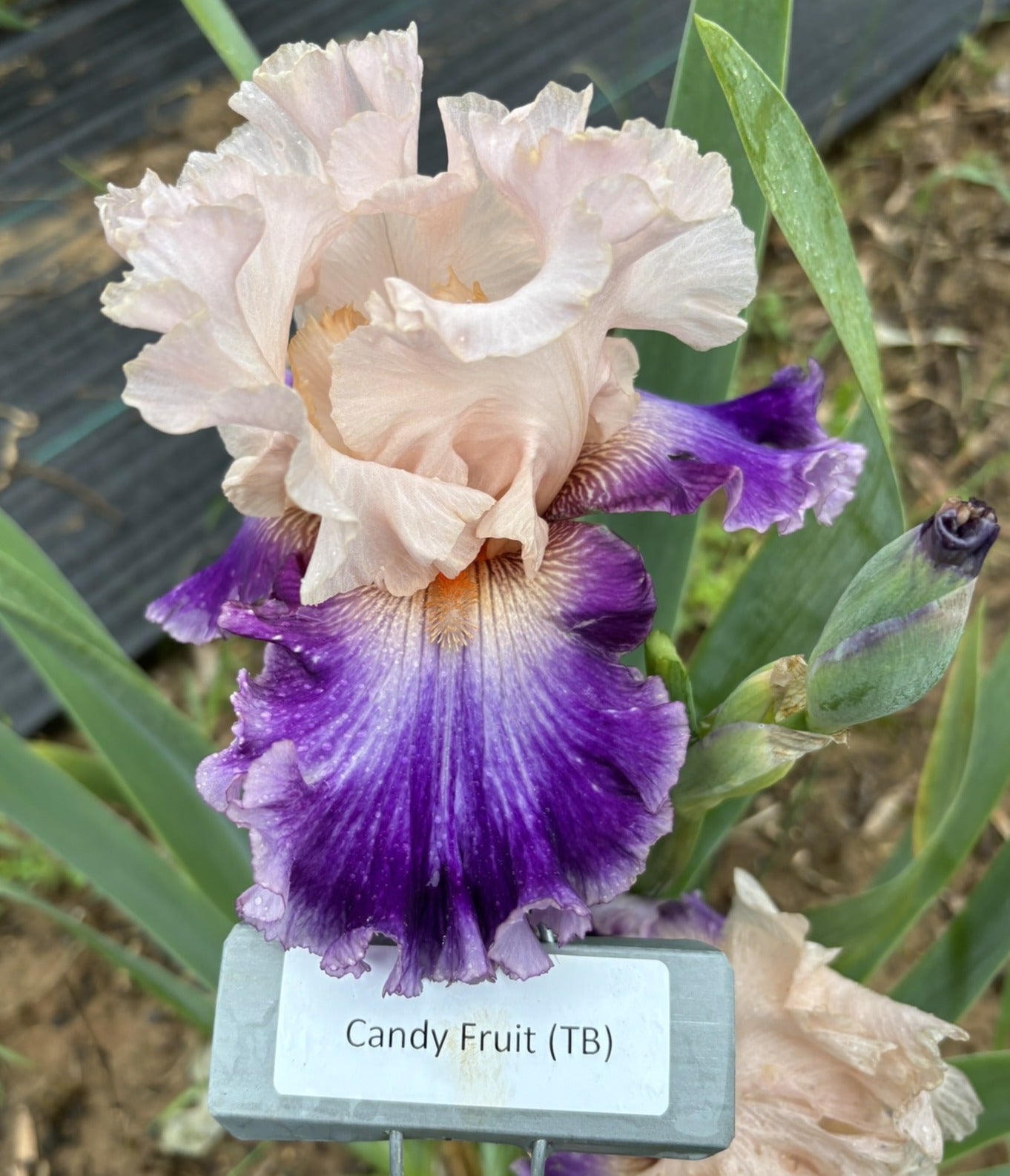 Candy Fruit
