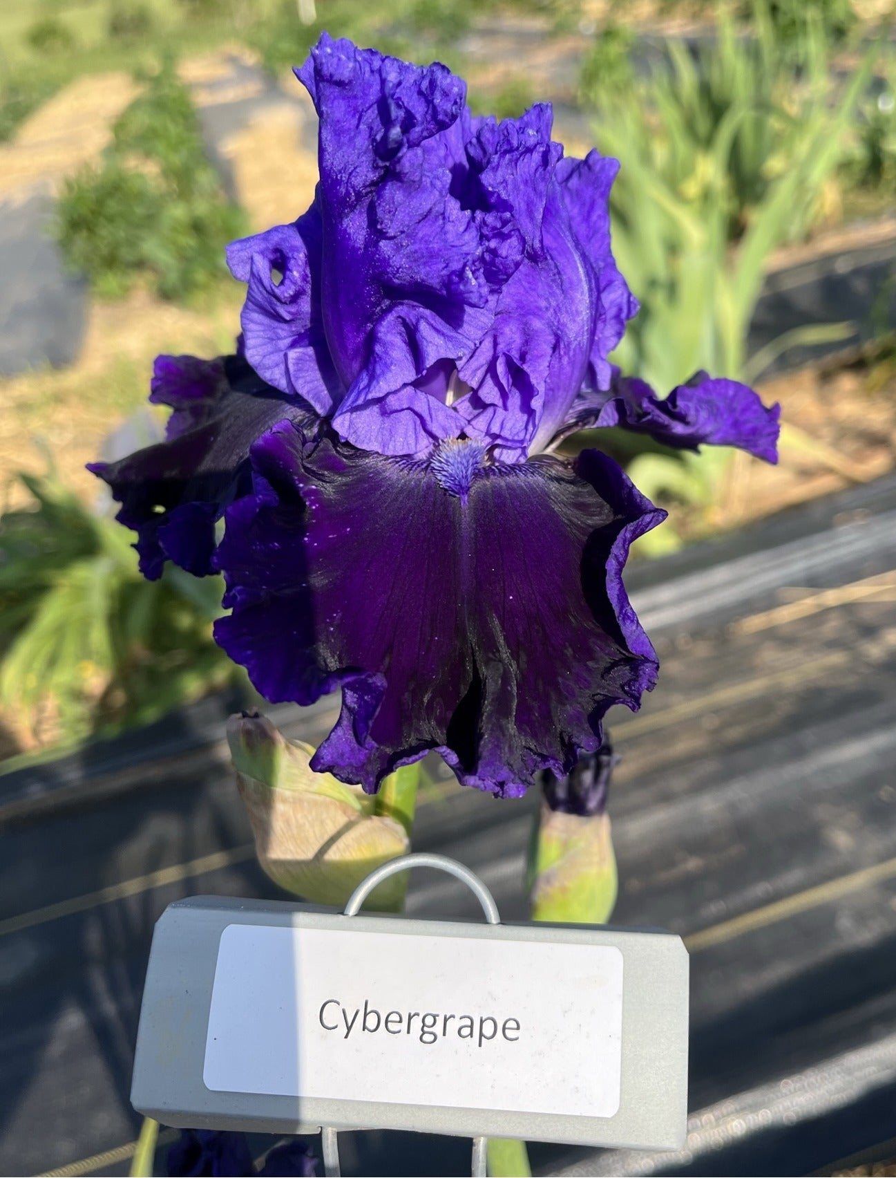 Cybergrape