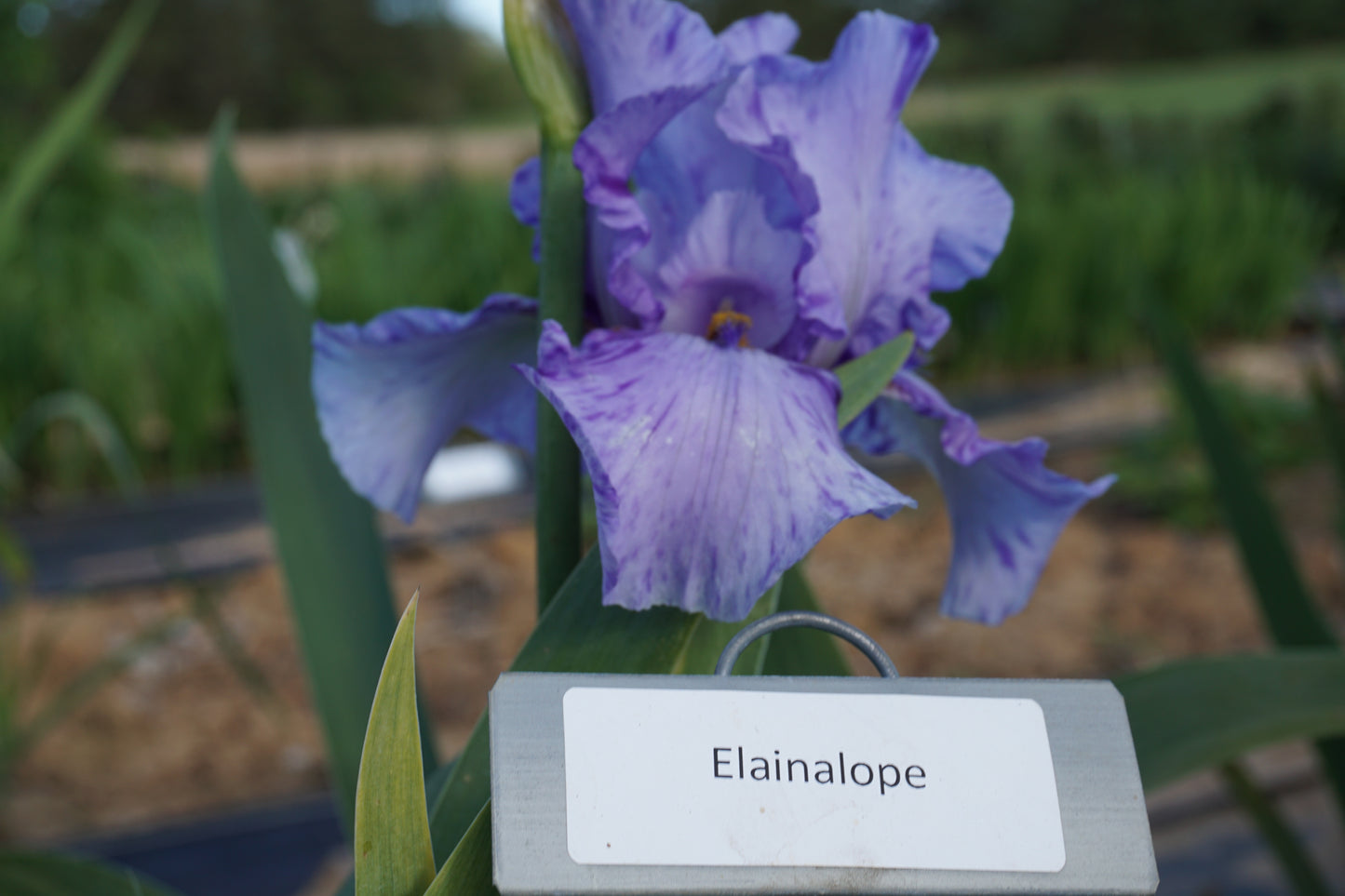 Elainealope (Re)
