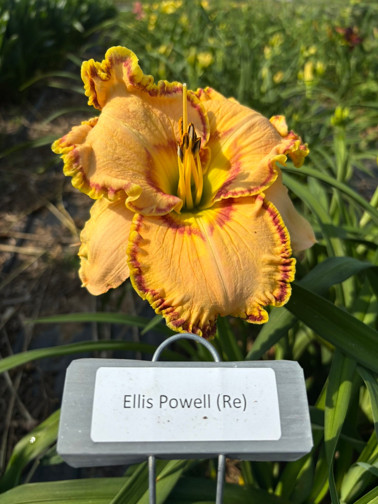 Ellis Powell (Re)