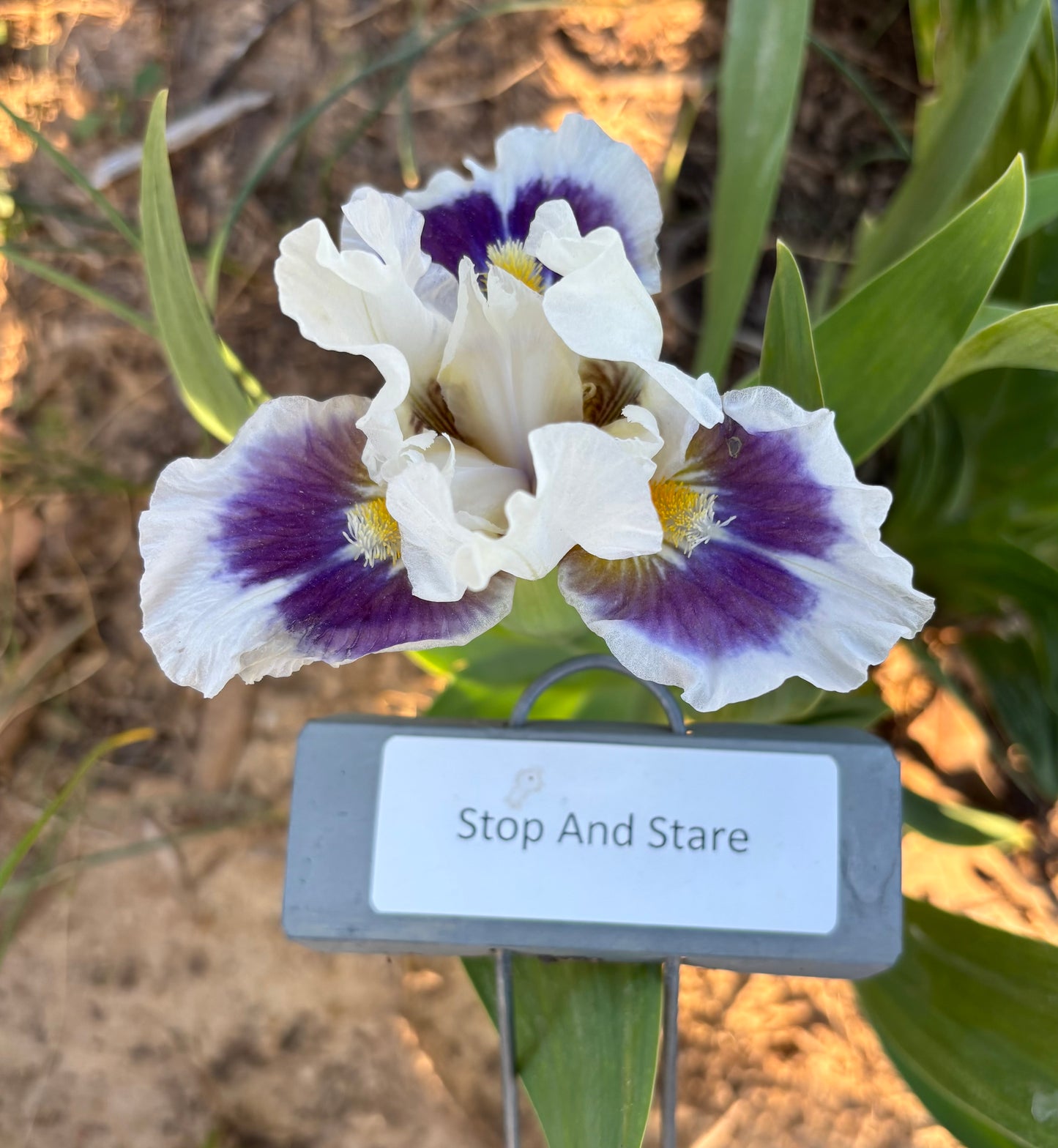 Stop And Stare