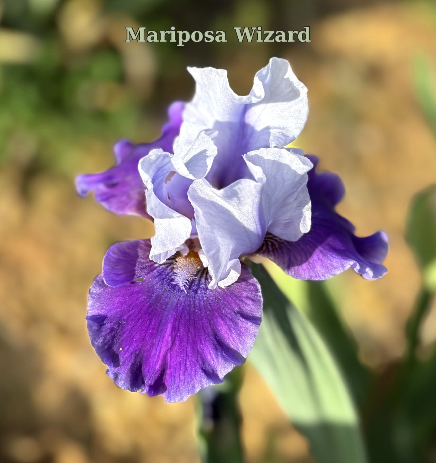 Mariposa Wizard (Re)