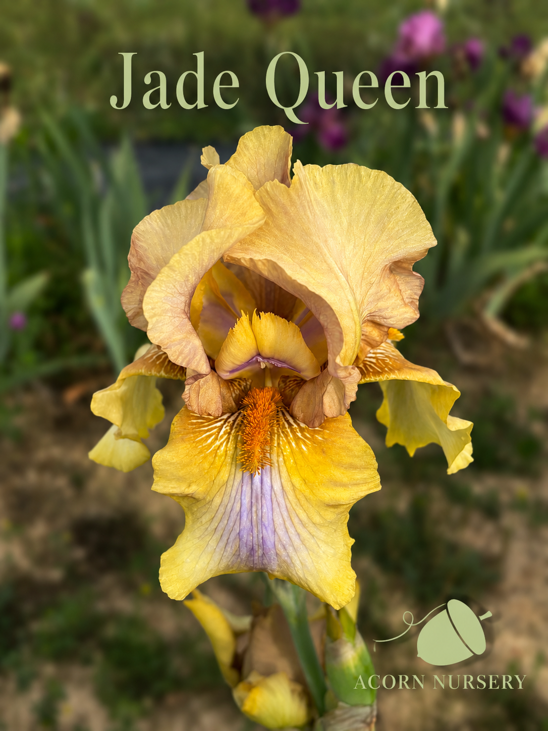 Jade Queen