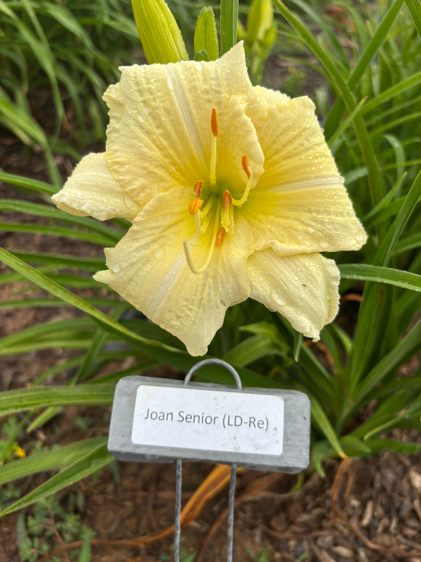 Joan Senior (Re)