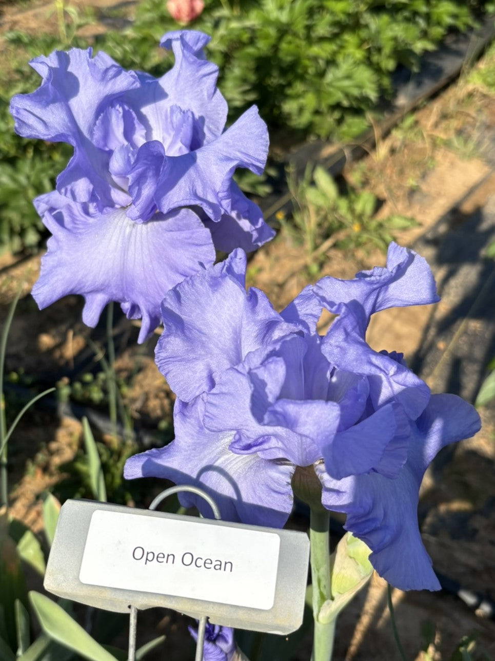 Open Ocean (Re)