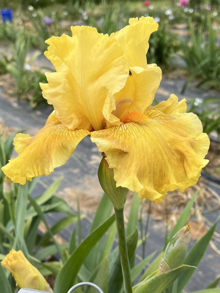 Oregon Firestorm (Re)