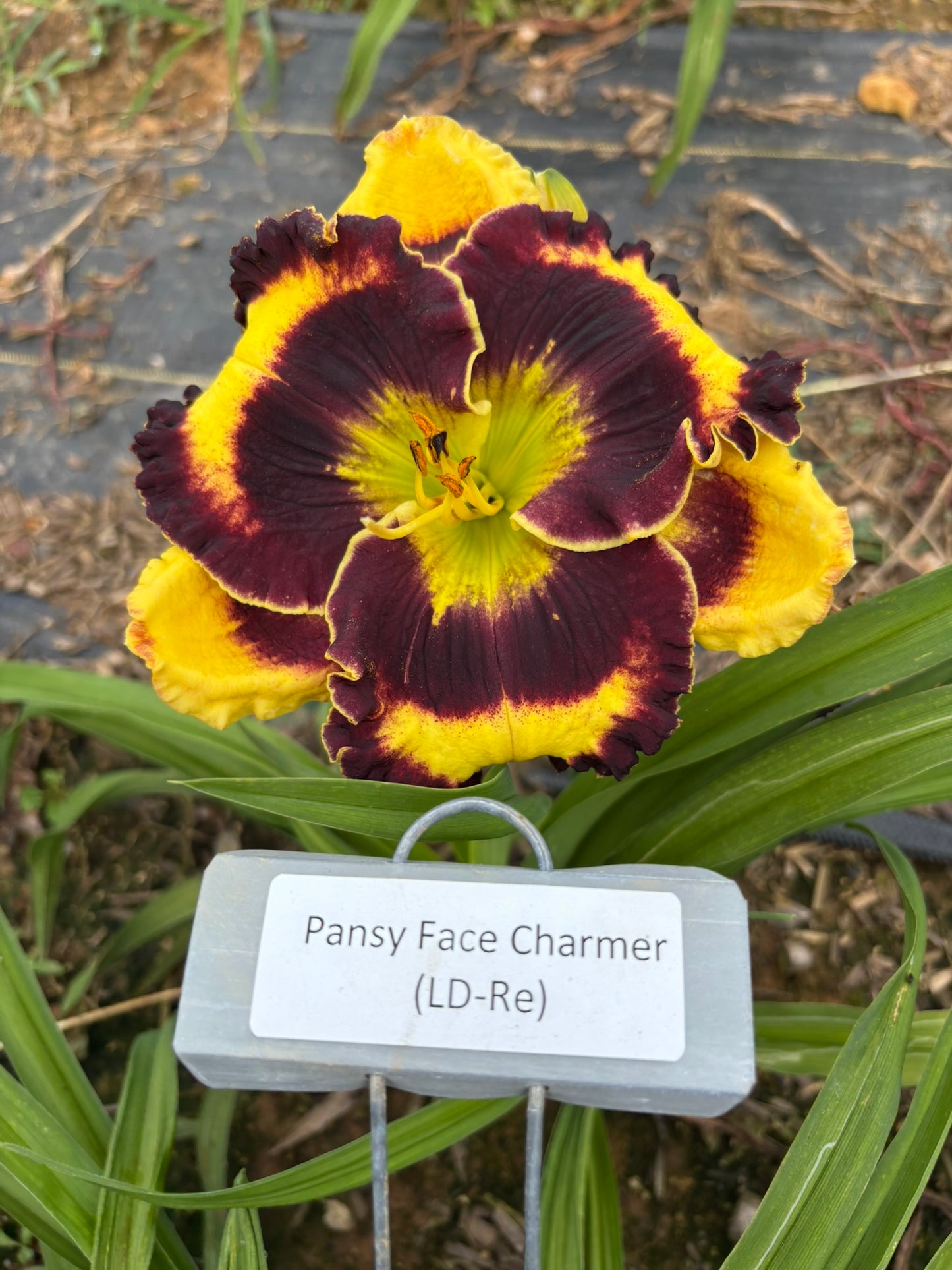 Pansy Face Charmer (Re)