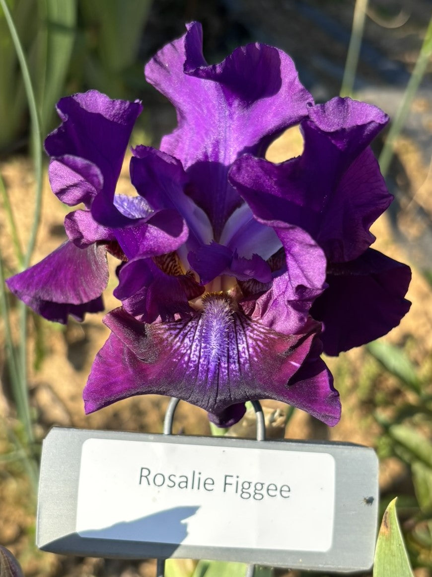 Rosalie Figge (Re)