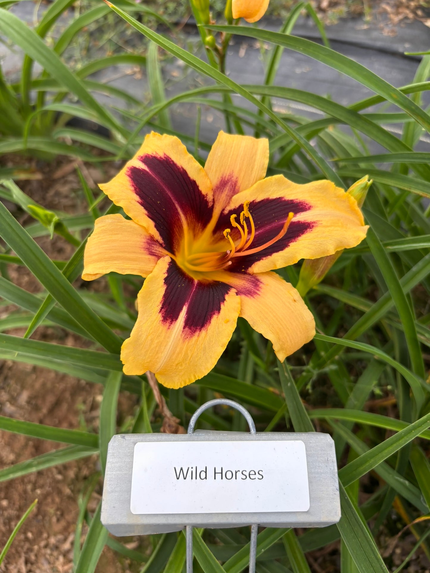 Wild Horses (Re)