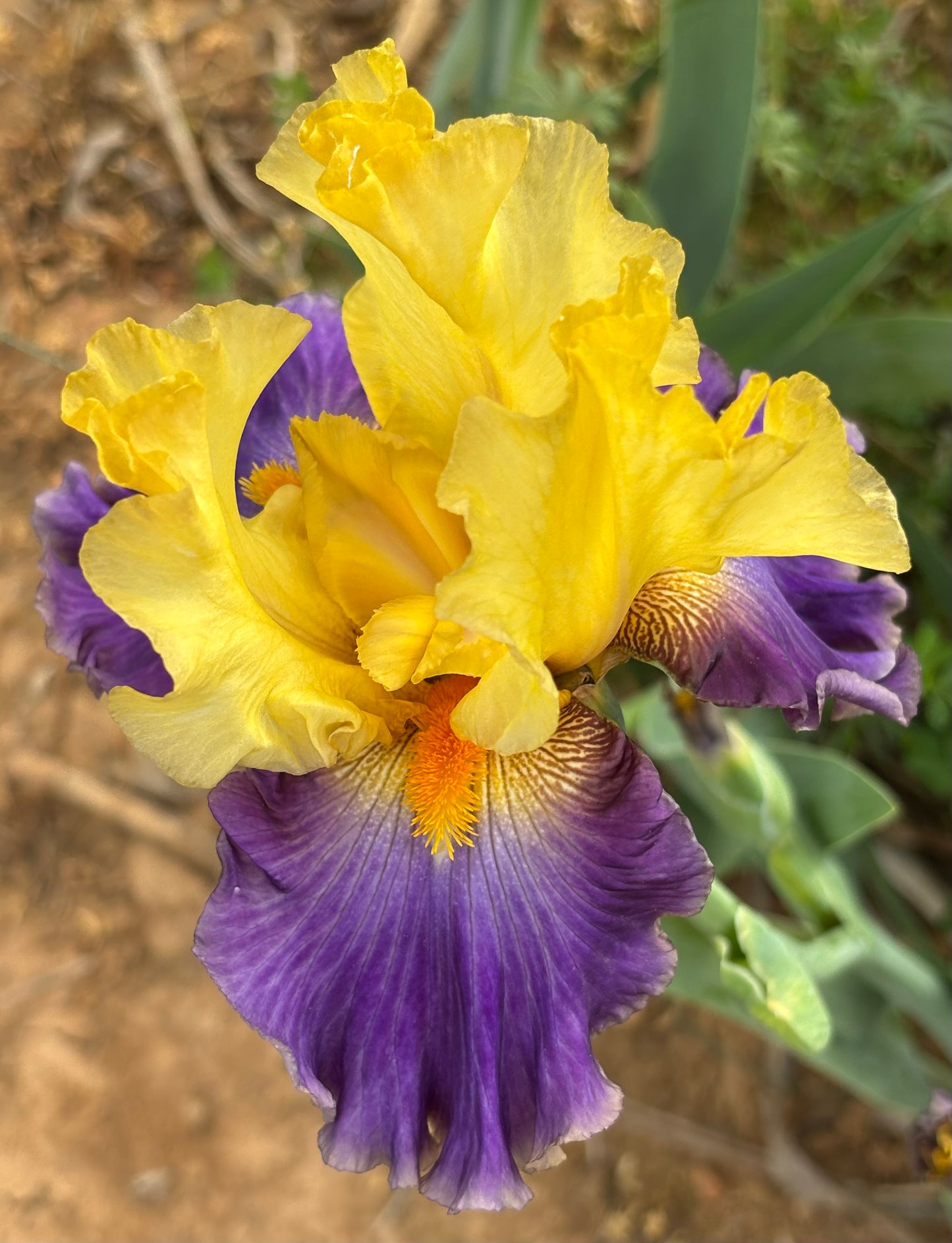 Luck of the Iris Box Deal