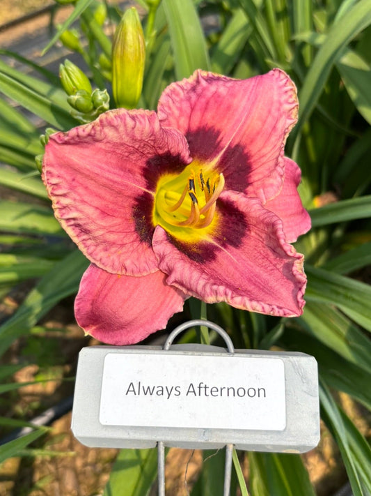 Always Afternoon (Re)