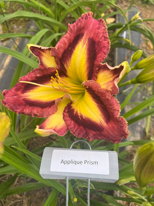 Appliqué Prism (Re)