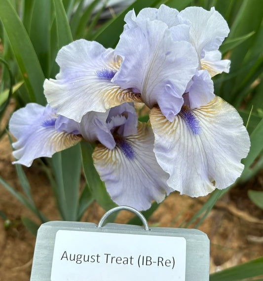 Intermediate Bearded IB Irises 5 for $40 shipped *Sold Out*