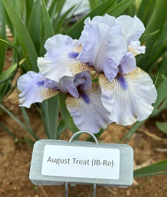 August Treat (Re)