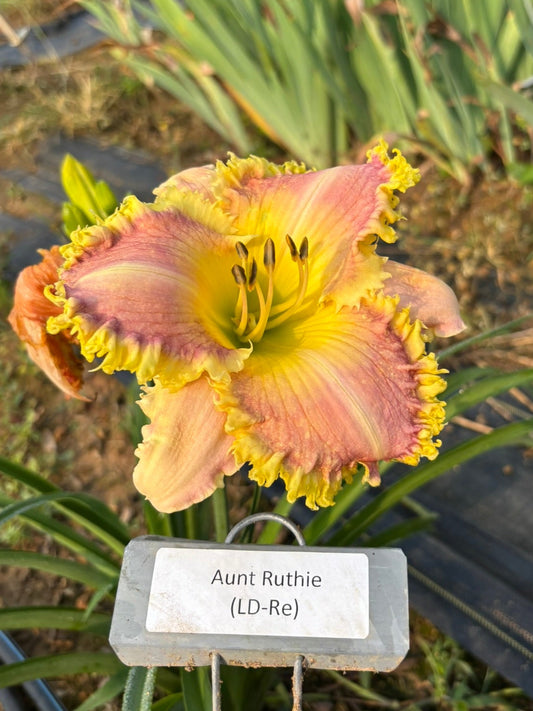 Aunt Ruthie (Re)