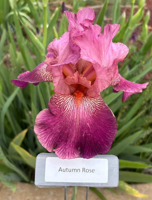 Autumn Rose (Re)
