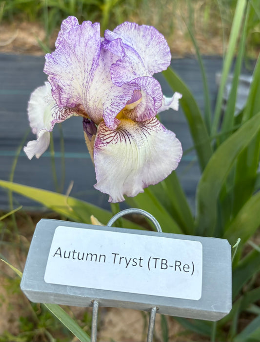 Autumn Tryst (Re)