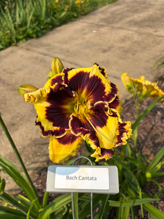 Bach Cantata (Re)