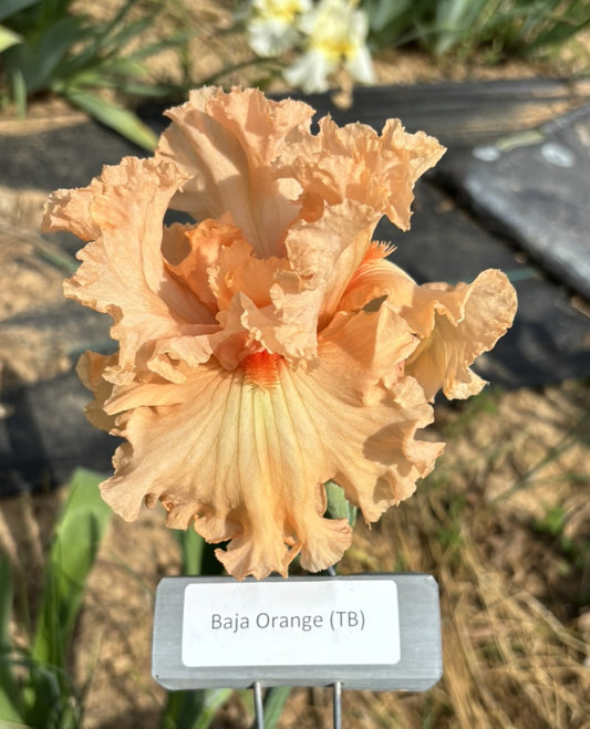 Baja Orange