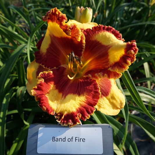 Band of Fire (Re)