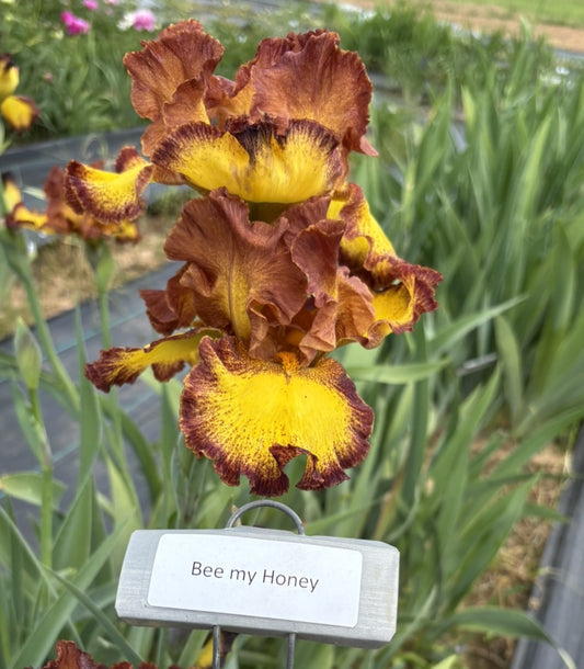 Bee My Honey
