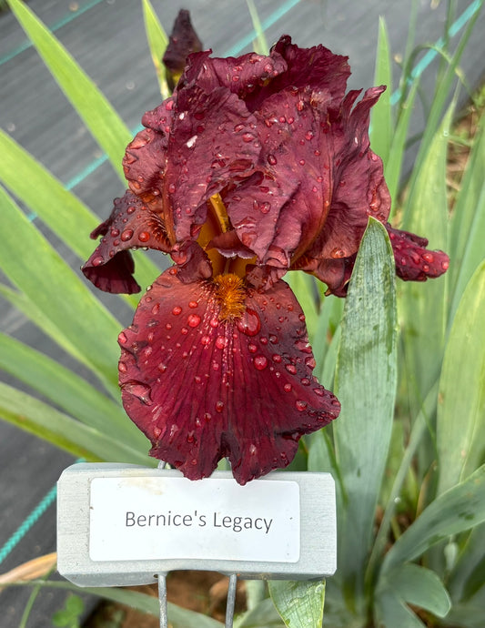 Bernice's Legacy (Re)