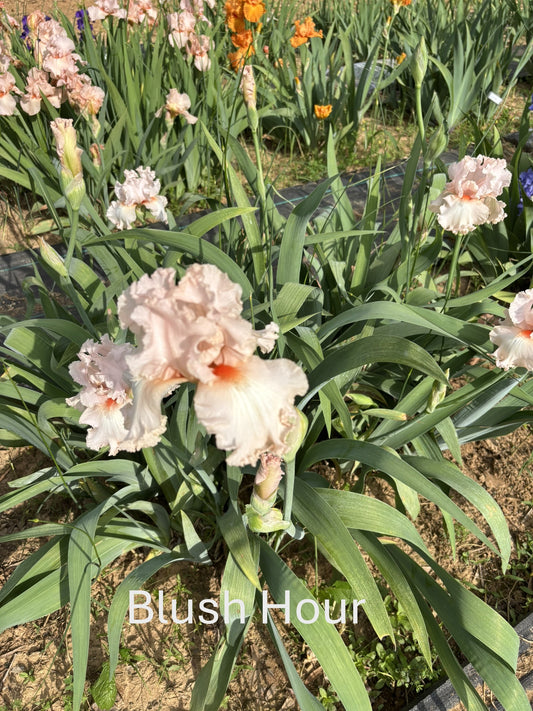 Blush Hour