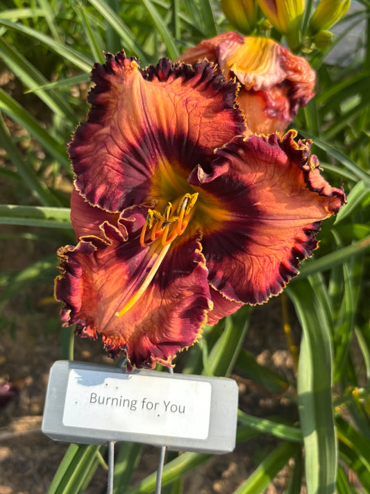 Burning for You (Re)