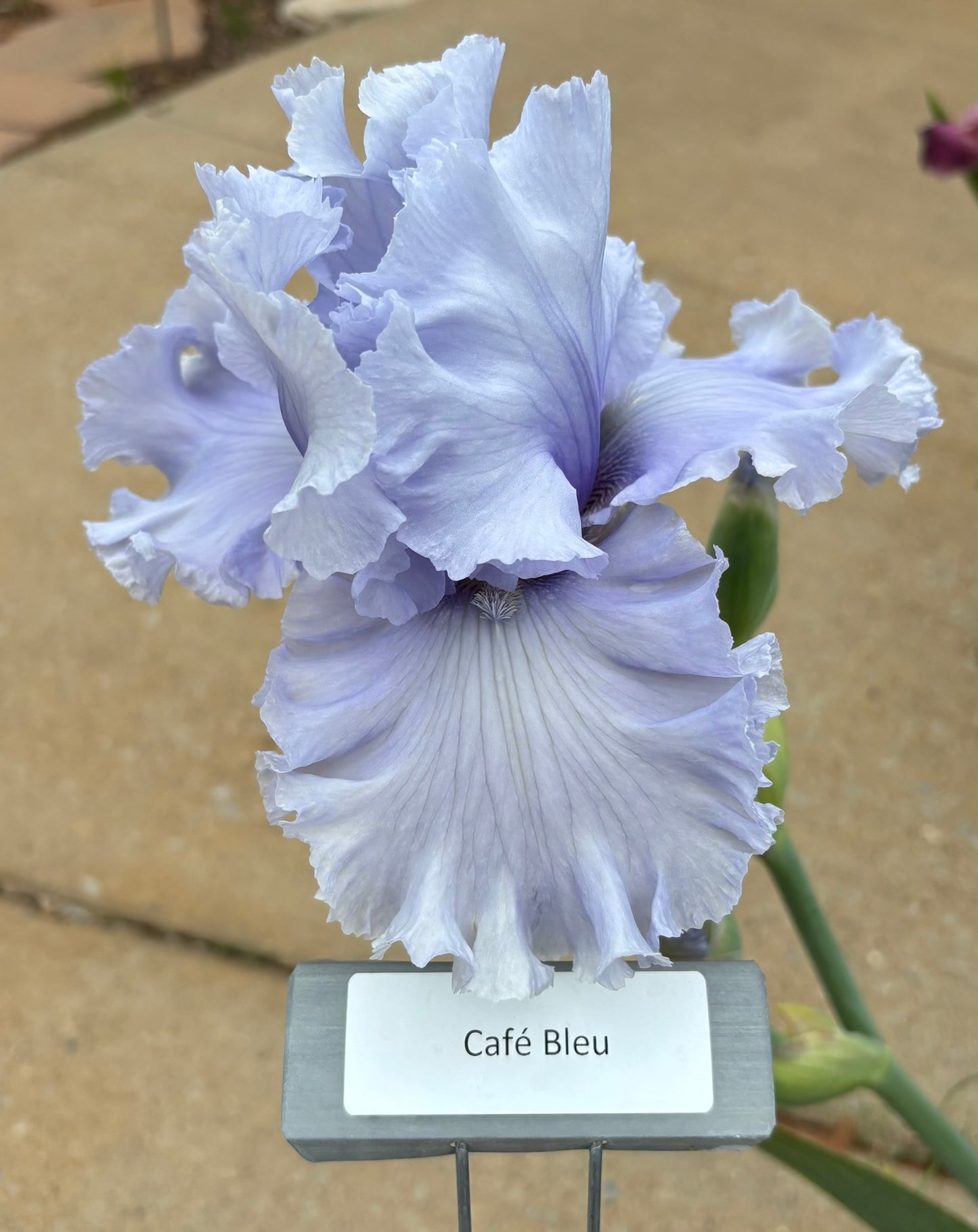 Café Bleu (Re)