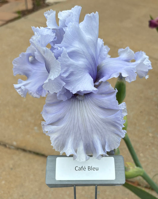 Café Bleu (Re)