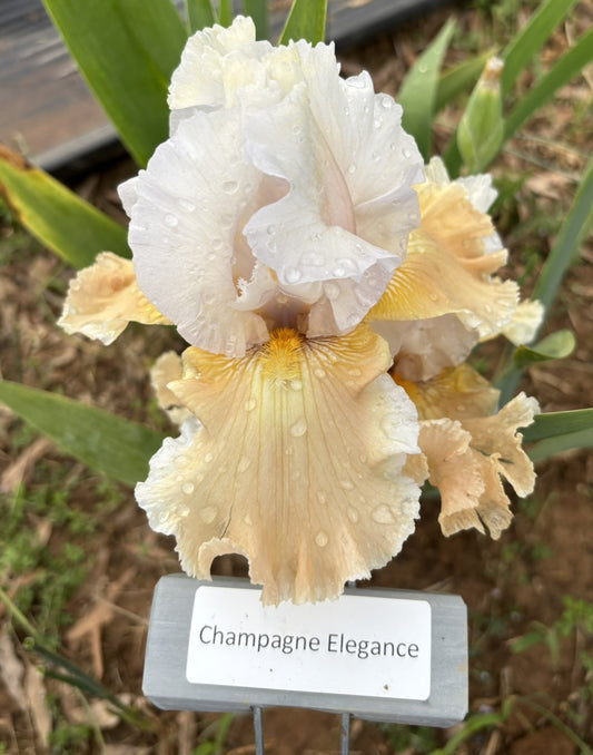 Champagne Elegance (Re)