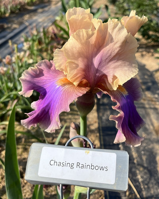 Chasing Rainbows