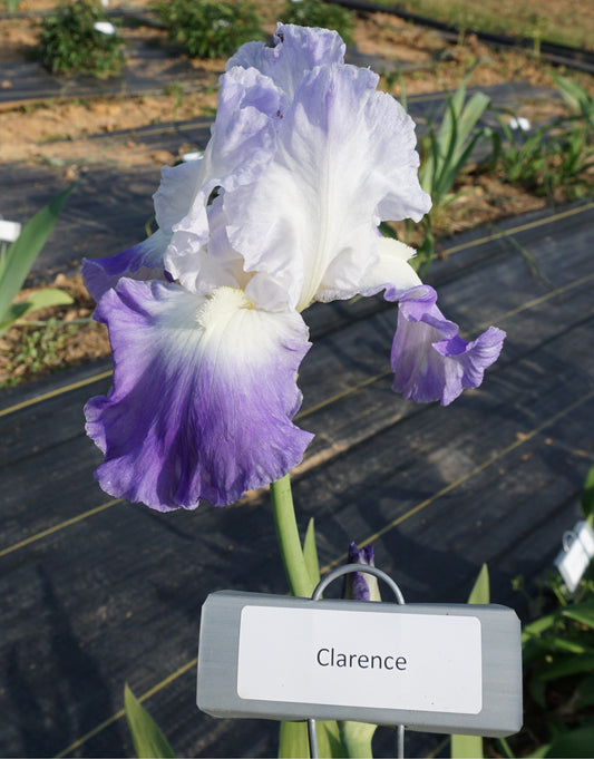 Clarence (Re)