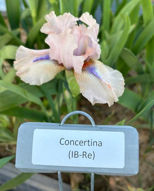 Concertina (Re)