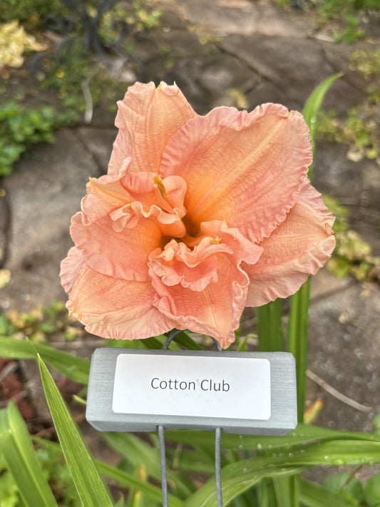 Cotton Club (Re)