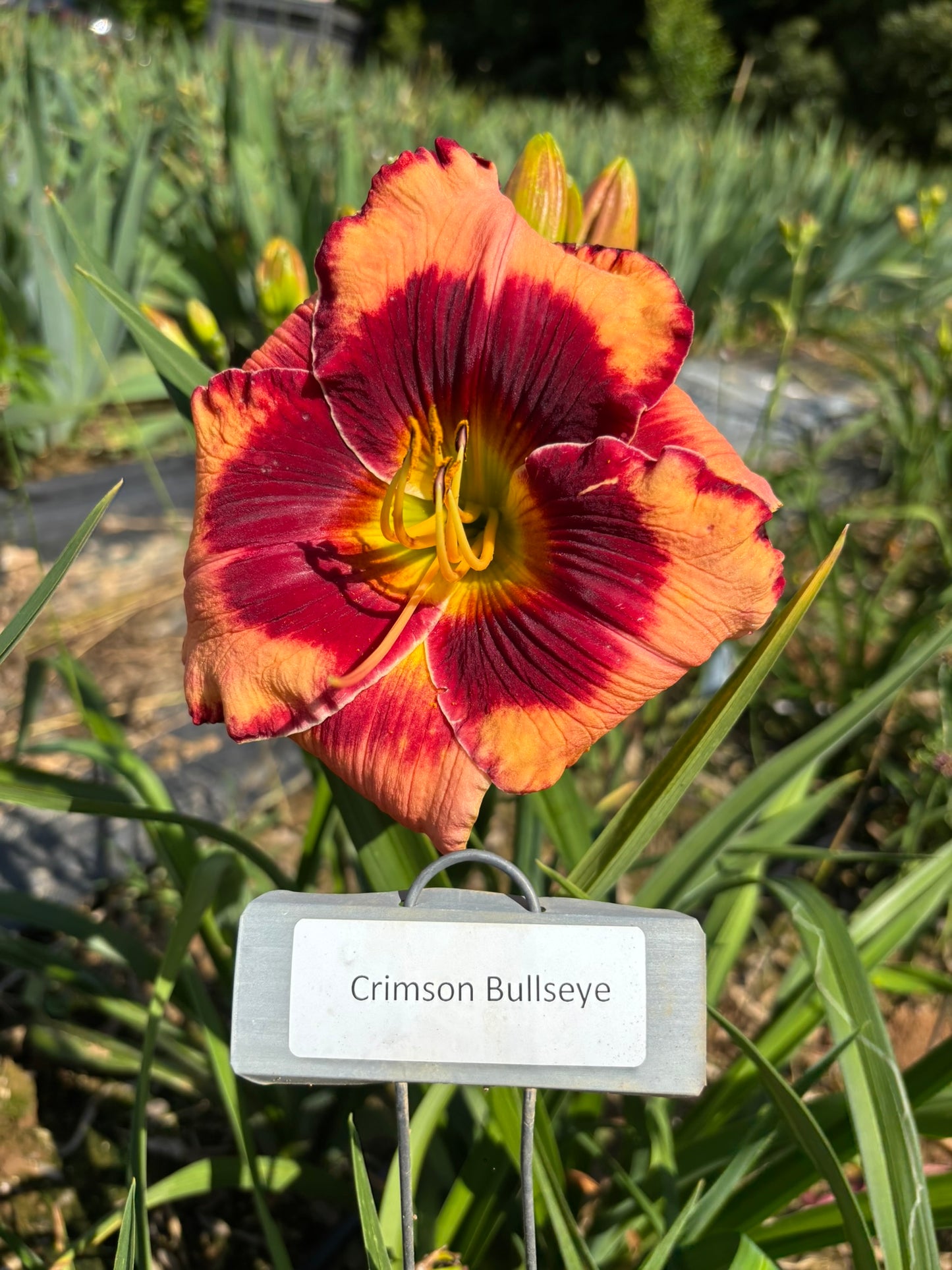 Crimson Bullseye (Re)