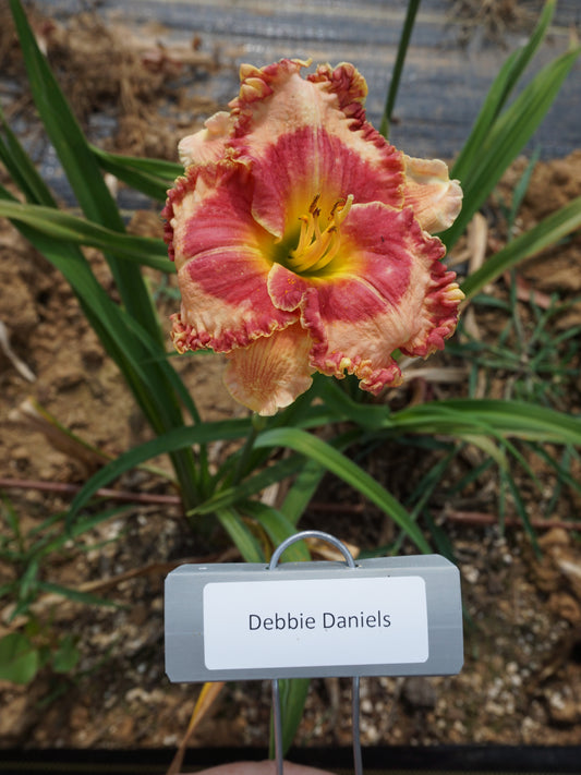 Debbie Daniels (Re)
