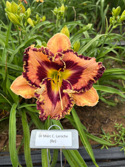 Dr Marc C. Laroche (Re)