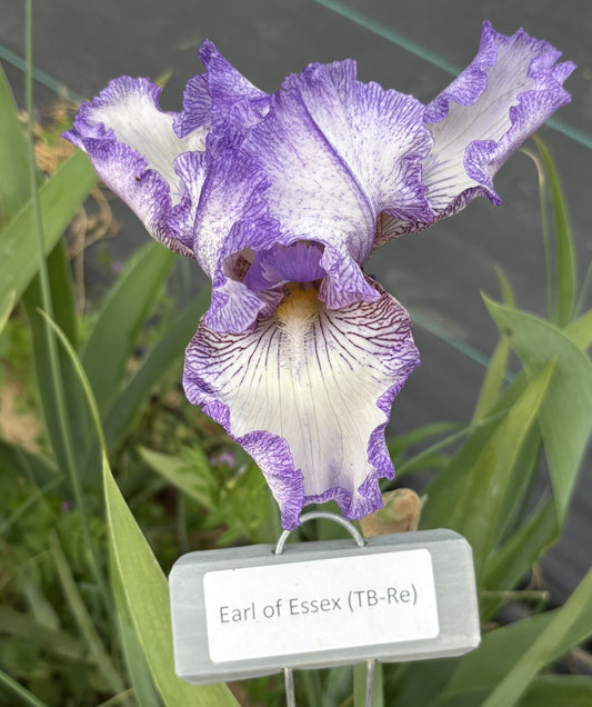Earl of Essex (Re)