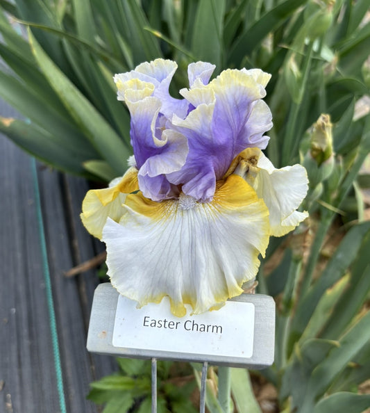 Easter Charm