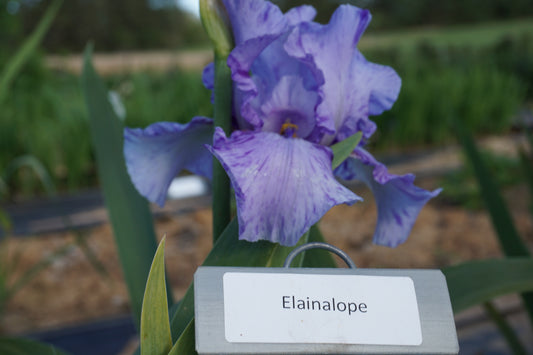 Elainealope (Re)