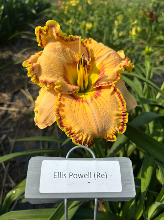 Ellis Powell (Re)