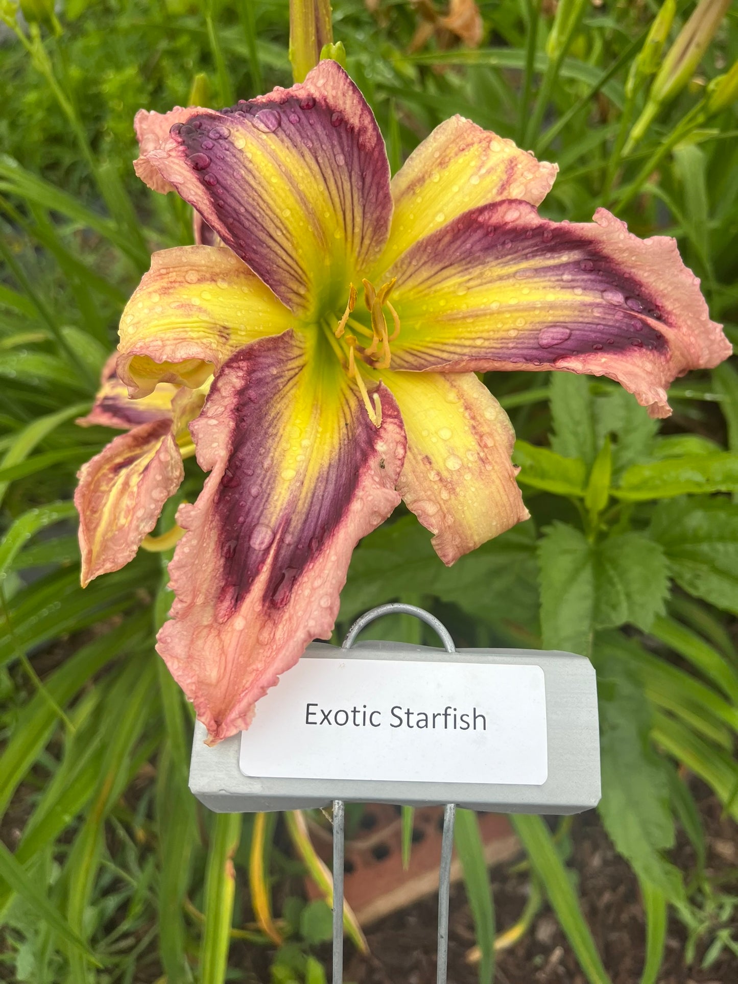 Exotic Starfish (Re)
