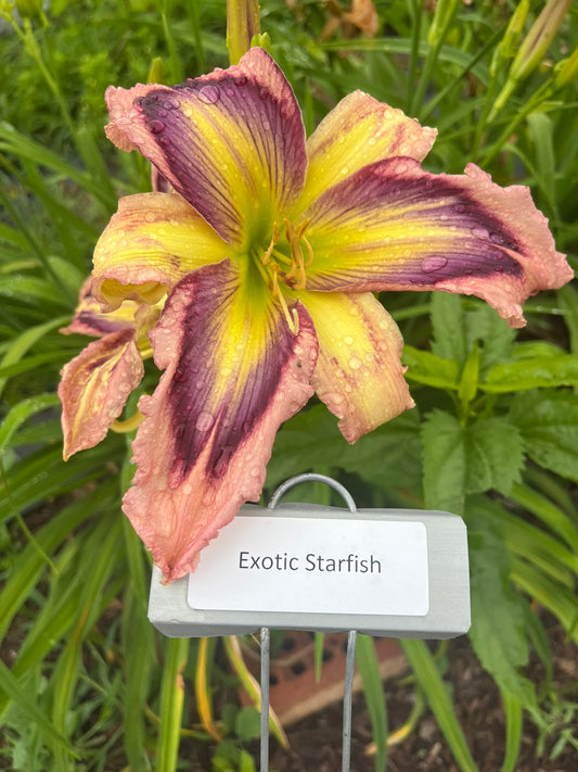 Exotic Starfish (Re)