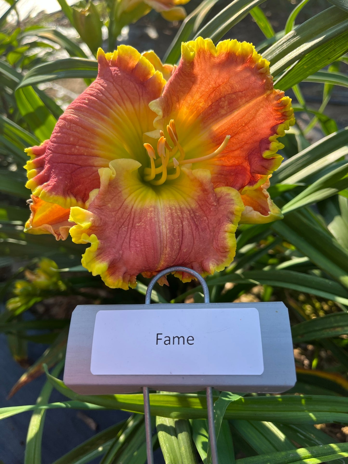 Fame (Re)