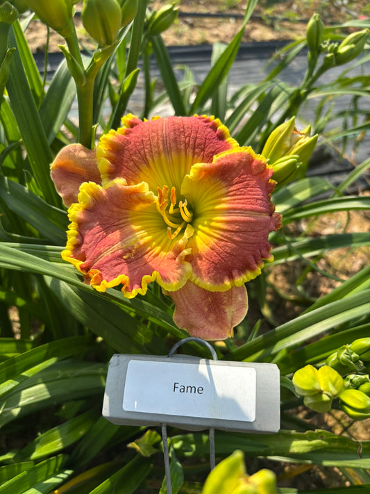 Fame (Re)