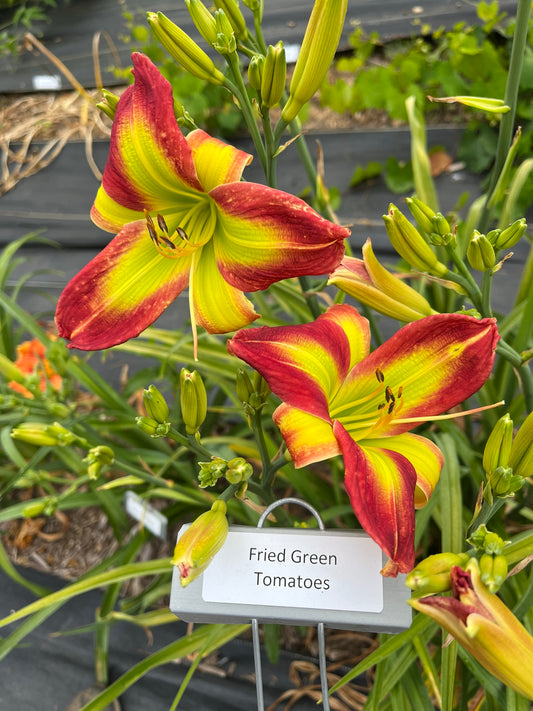Fried Green Tomatoes (Re)